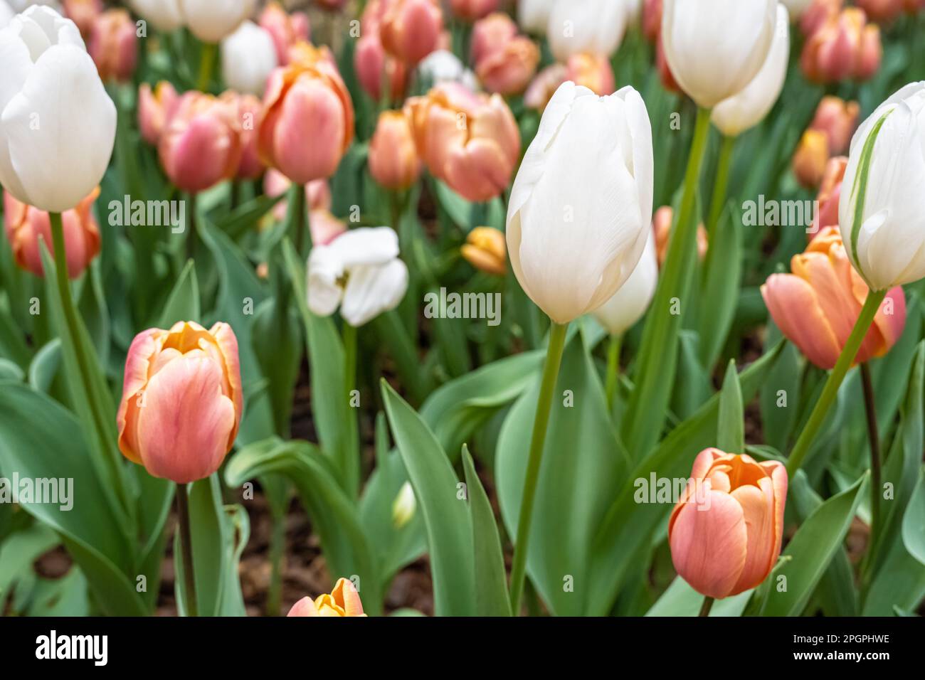 Magnifiques tulipes de printemps au jardin botanique d'Atlanta à Midtown Atlanta, Géorgie. (ÉTATS-UNIS) Banque D'Images