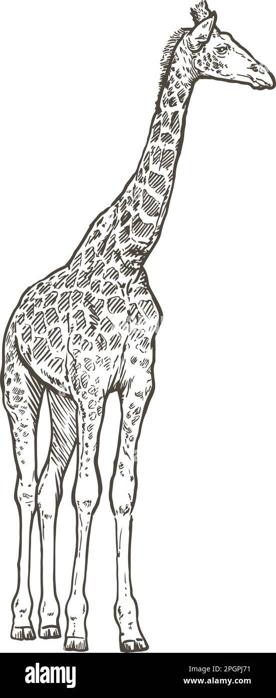 girafe, illustration vectorielle, dessin dessiné à la main Illustration de Vecteur