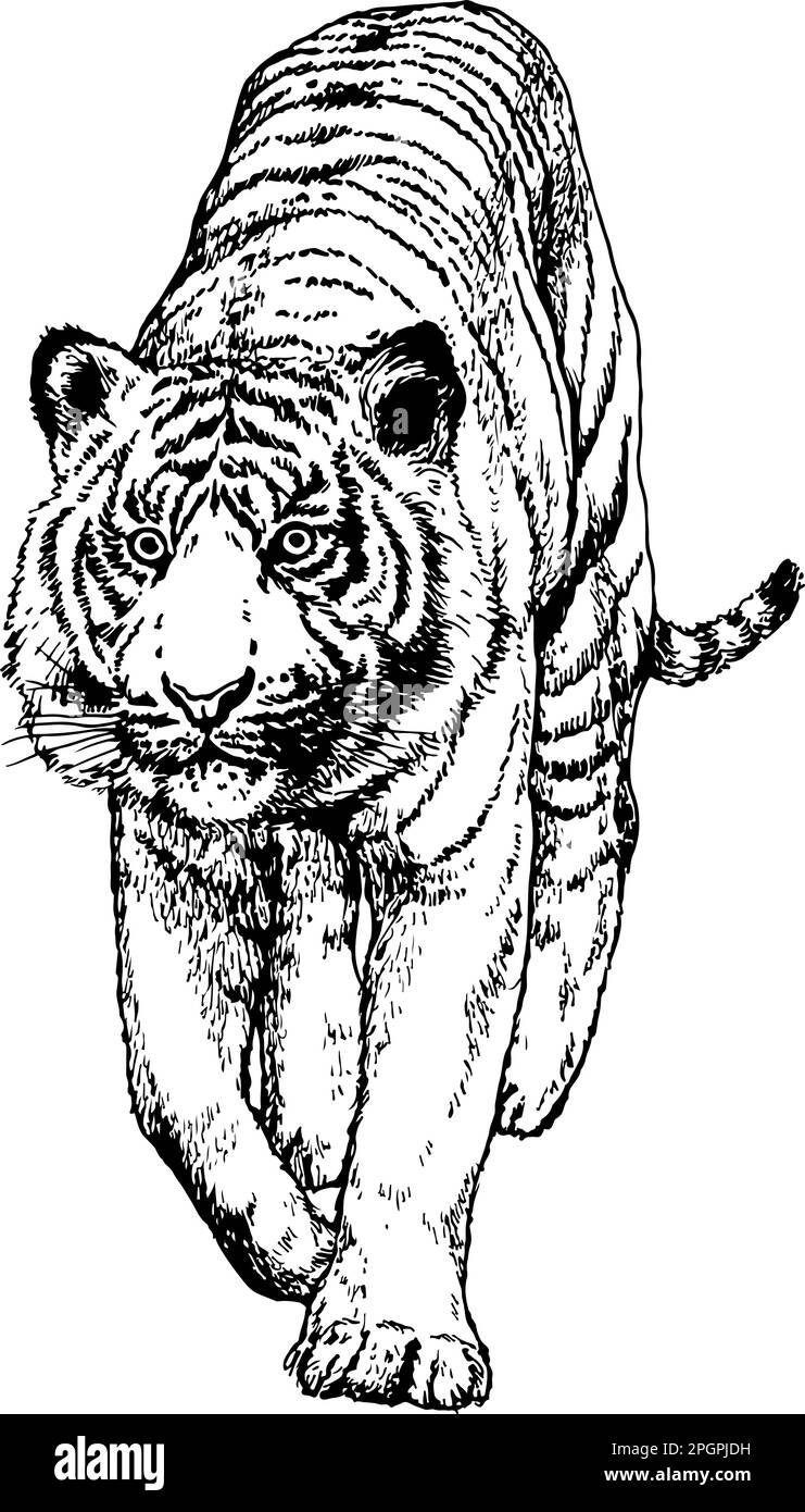 Tigre de Malaisie, dessin dessiné à la main, illustration vectorielle Illustration de Vecteur