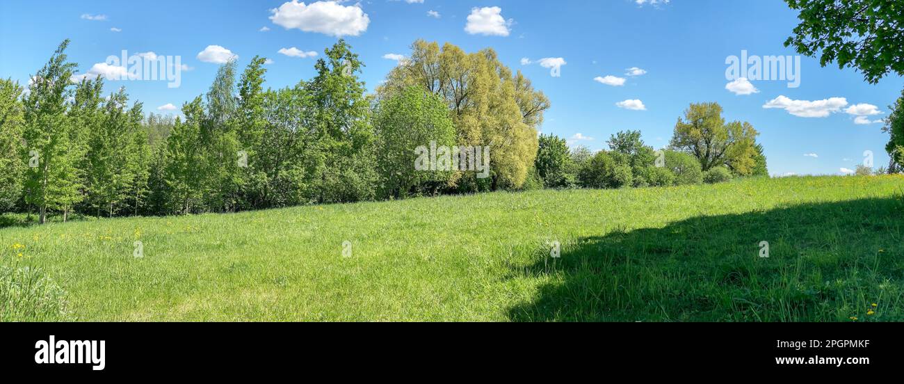 paysage de printemps avec rangée d'arbres sur la colline, champ vert d'herbes et bleu le ciel dans une journée ensoleillée Banque D'Images