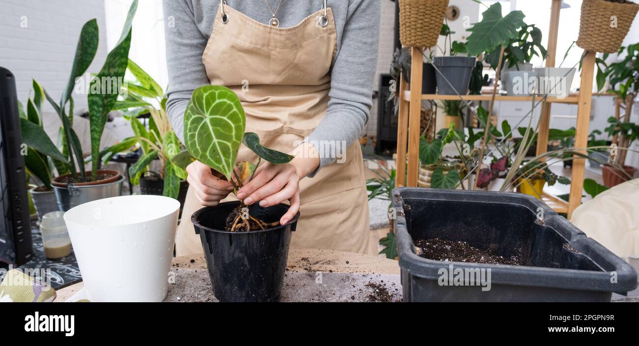 Rempotage d'une plante domestique Anthurium clarinervium dans un nouveau pot à l'intérieur de la maison. Prendre soin d'une plante en pot, les mains en gros plan Banque D'Images