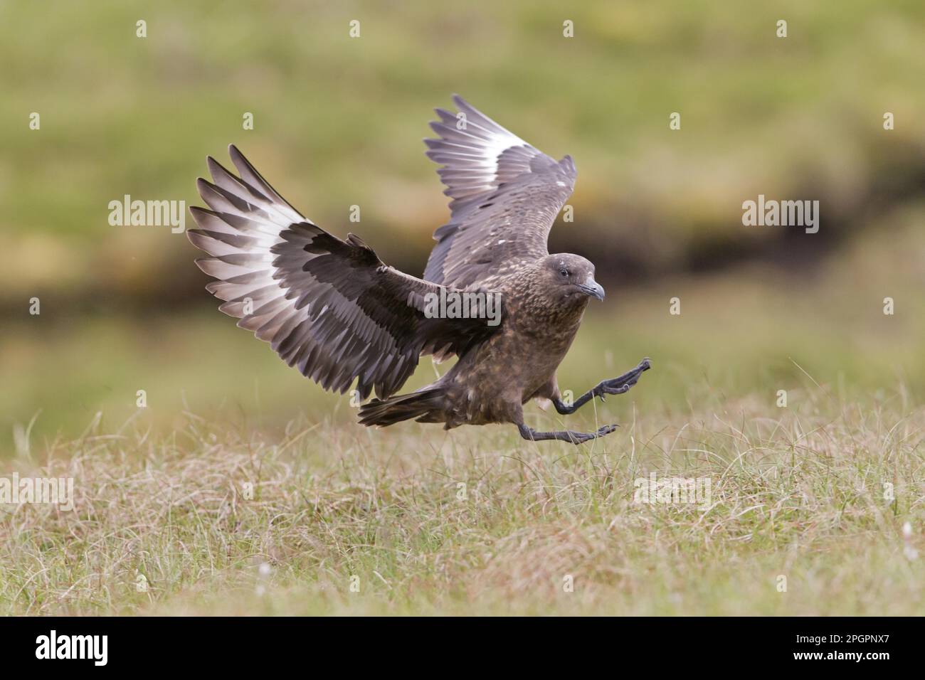 Grand Skua, grands skuas (Stercorarius skua) Skua, Skuas, Gulls, animaux, oiseaux, Great Skua adulte, en vol, atterrissage sur l'herbe, îles Shetland Banque D'Images