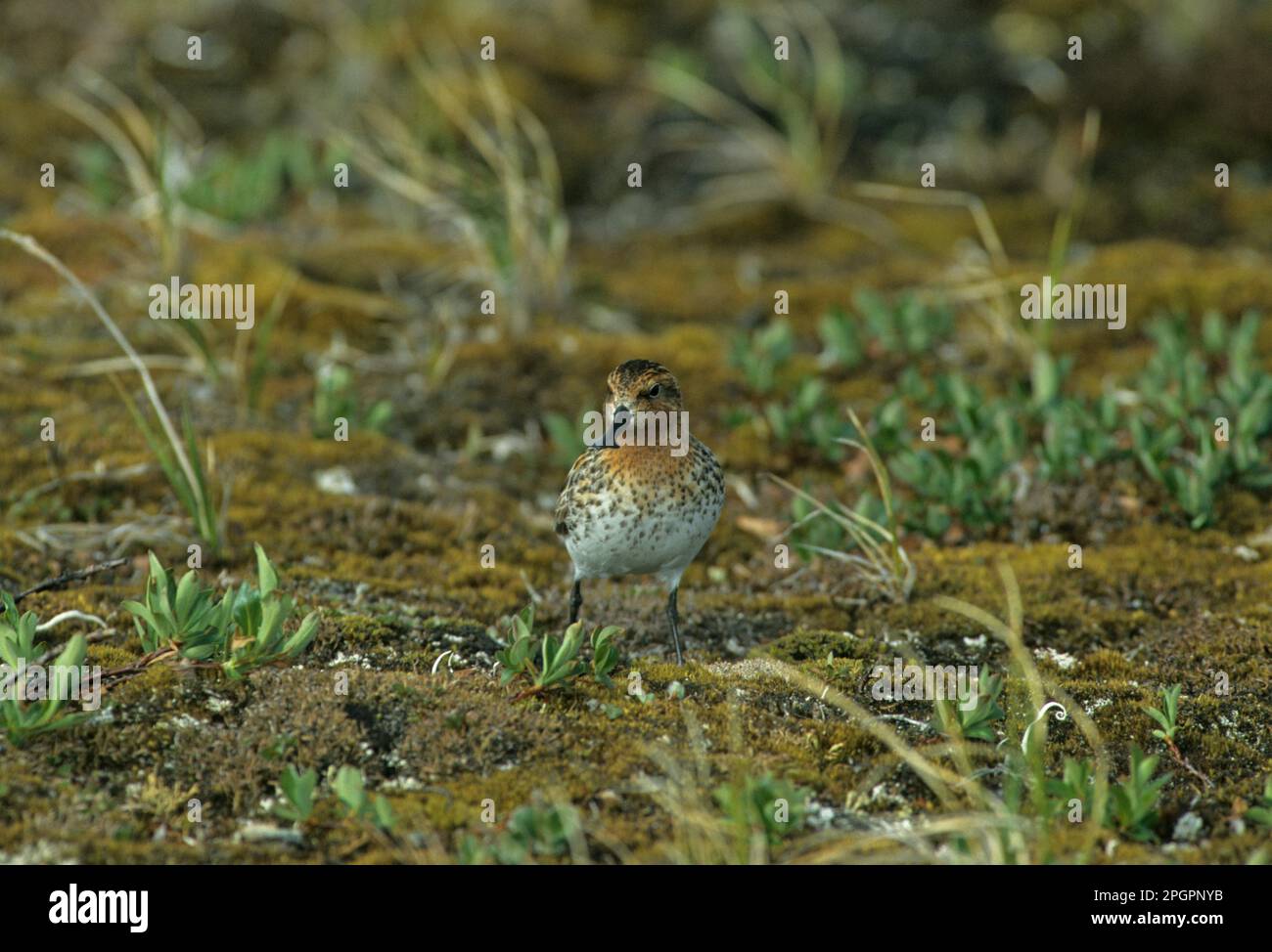 Ponceuse à bec de cuillère (Eurynorhynchus pygmeus), animaux, oiseaux, échassiers, ponceuse à bec de cuillère dans la végétation, Sibérie arctique, Russie Banque D'Images