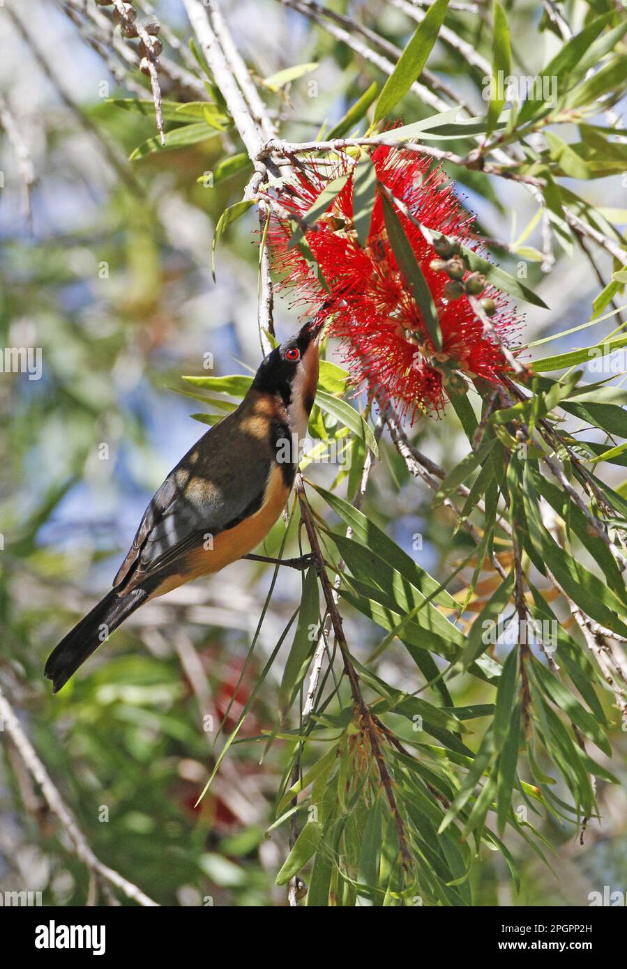 Épine de l'est (Acanthorhynchus tenuirostris) adulte mâle, se nourrissant du nectar de la fleur de cramoisi Bottlebrush (Callistemon citrinus), Atherton Banque D'Images