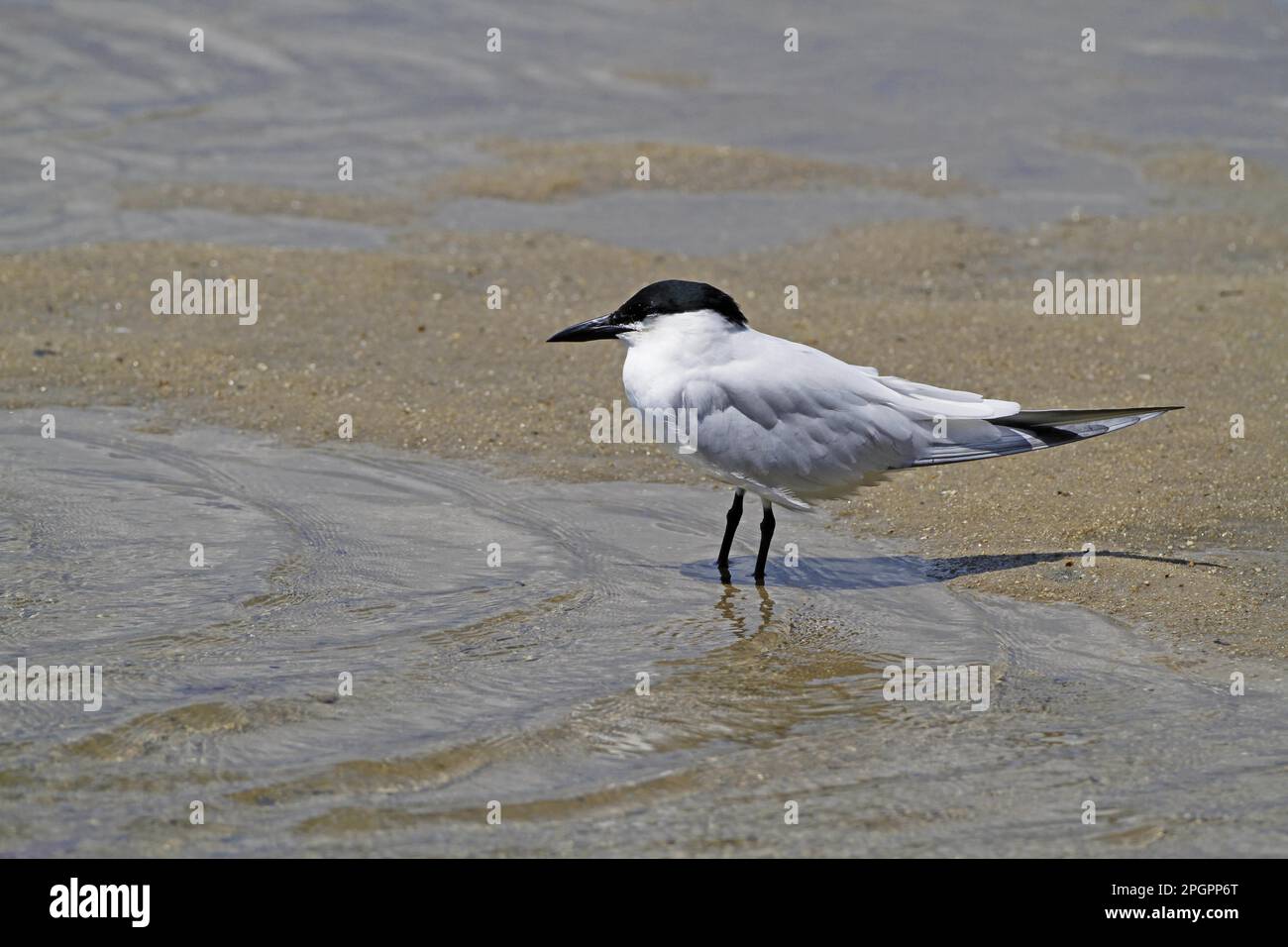 Geron à bec grêle (Gelochelidon nilotica) adulte, plumage de reproduction, debout sur des vasières au bord de l'eau, Cairns, Queensland, Australie Banque D'Images