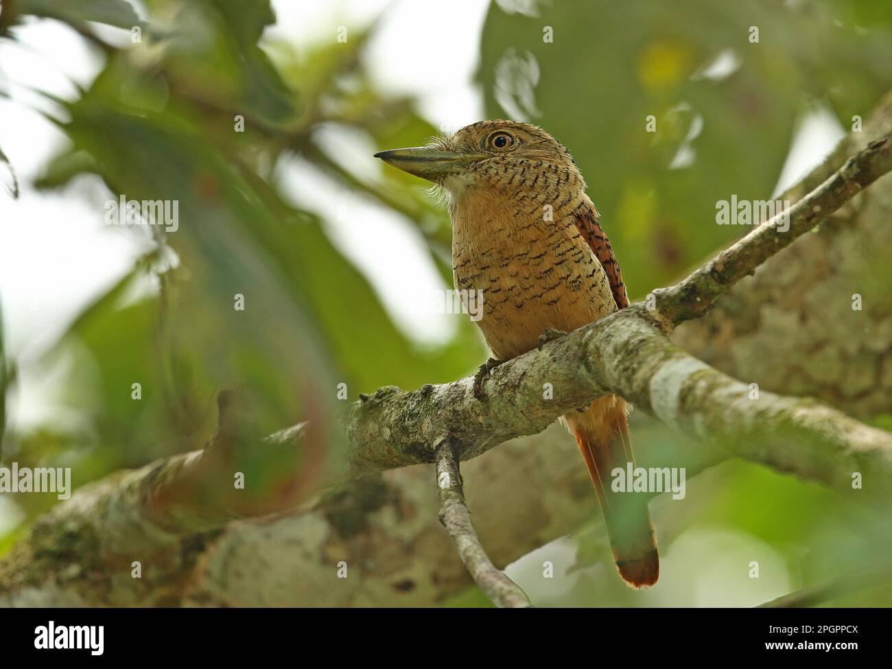 Puffbird barré (Nystalus radiatus) adulte, perché sur la branche, réserve San Franciso, Darien, Panama Banque D'Images