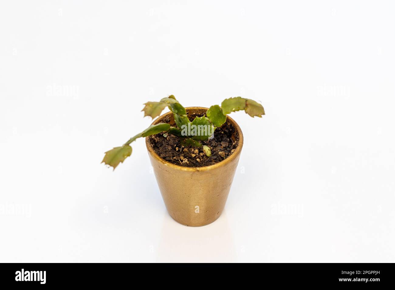 Cactus de Noël Schlumbergera en pot isolé sur fond blanc. souris sélective Banque D'Images