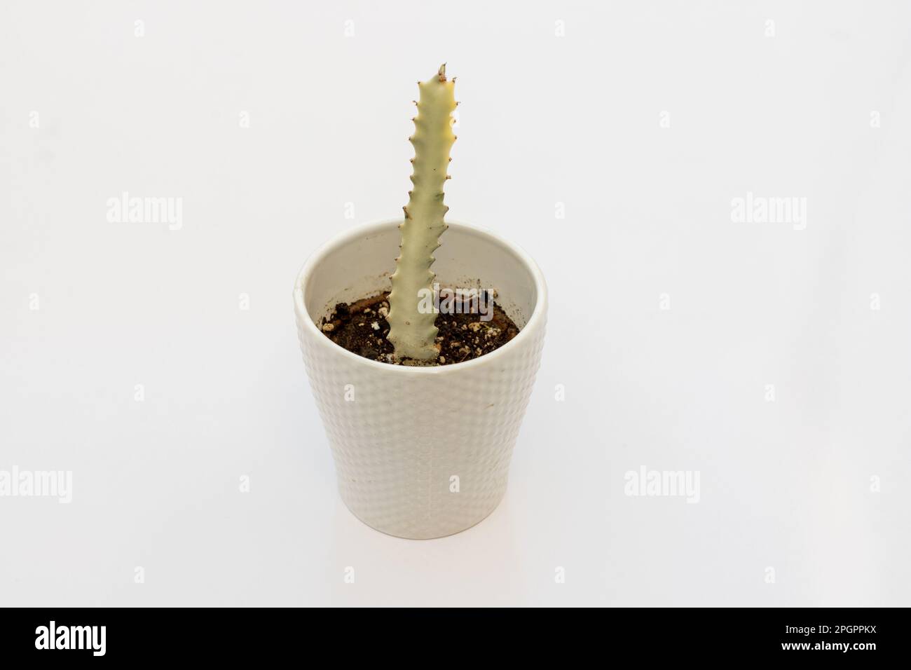 Euphorbia lactea cactus dans un pot décoratif isolé sur fond blanc Banque D'Images