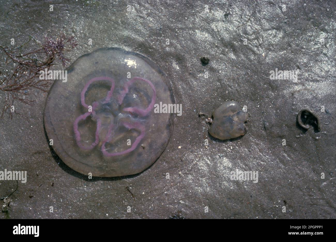 Méduses, méduses communes (Aurelia aurita), autres animaux, cnidaires, animaux, méduses, Commun deux, coincé sur la mer Banque D'Images