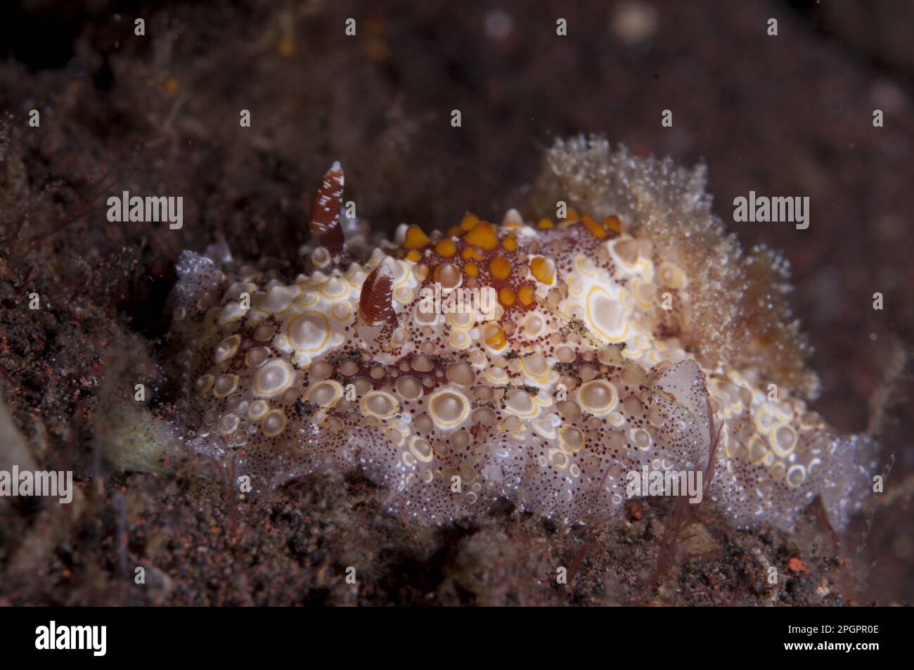 Autres animaux, escargots marins, escargots, animaux, mollusques, Oeufs frits Hopladoris Nudibranch (Hopladoris estrelyado) adulte, sur le récif, Seraya Beach Banque D'Images