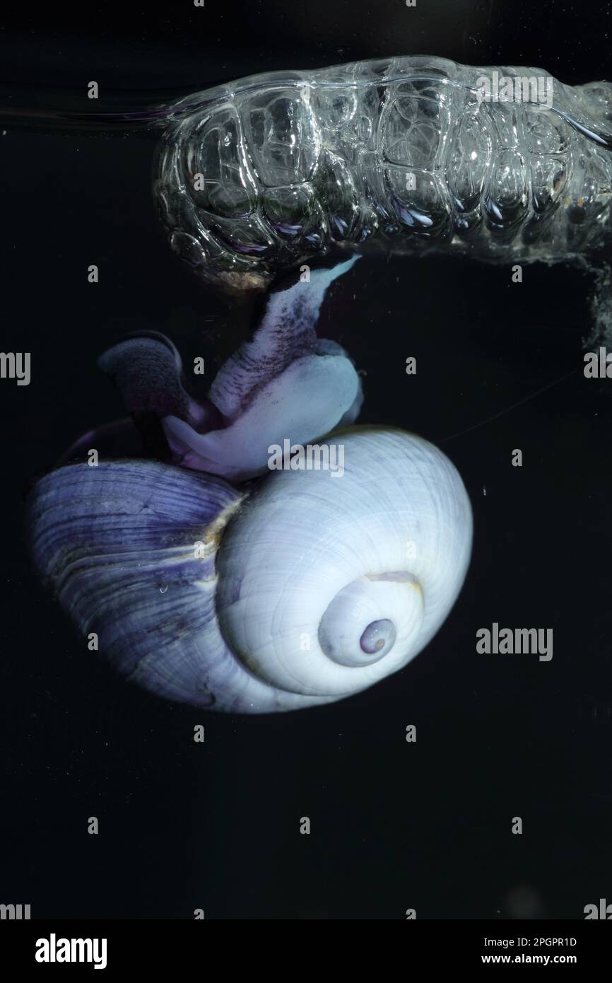 Escargot de mer violet (Janthina janthina), escargot flottant, escargots de mer violet, escargots flottants, autres animaux, Escargots marins, escargots, animaux, mollusques Banque D'Images
