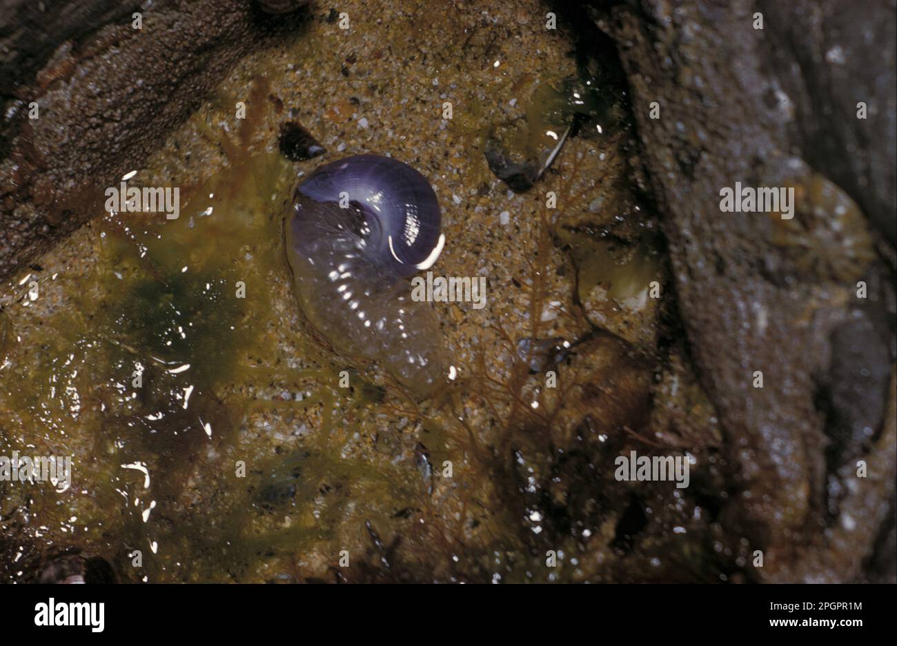 Escargot de mer violet (Janthina janthina), escargot flottant, escargots de violette, escargots flottants, autres animaux, Escargots marins, escargots, animaux, mollusques Banque D'Images