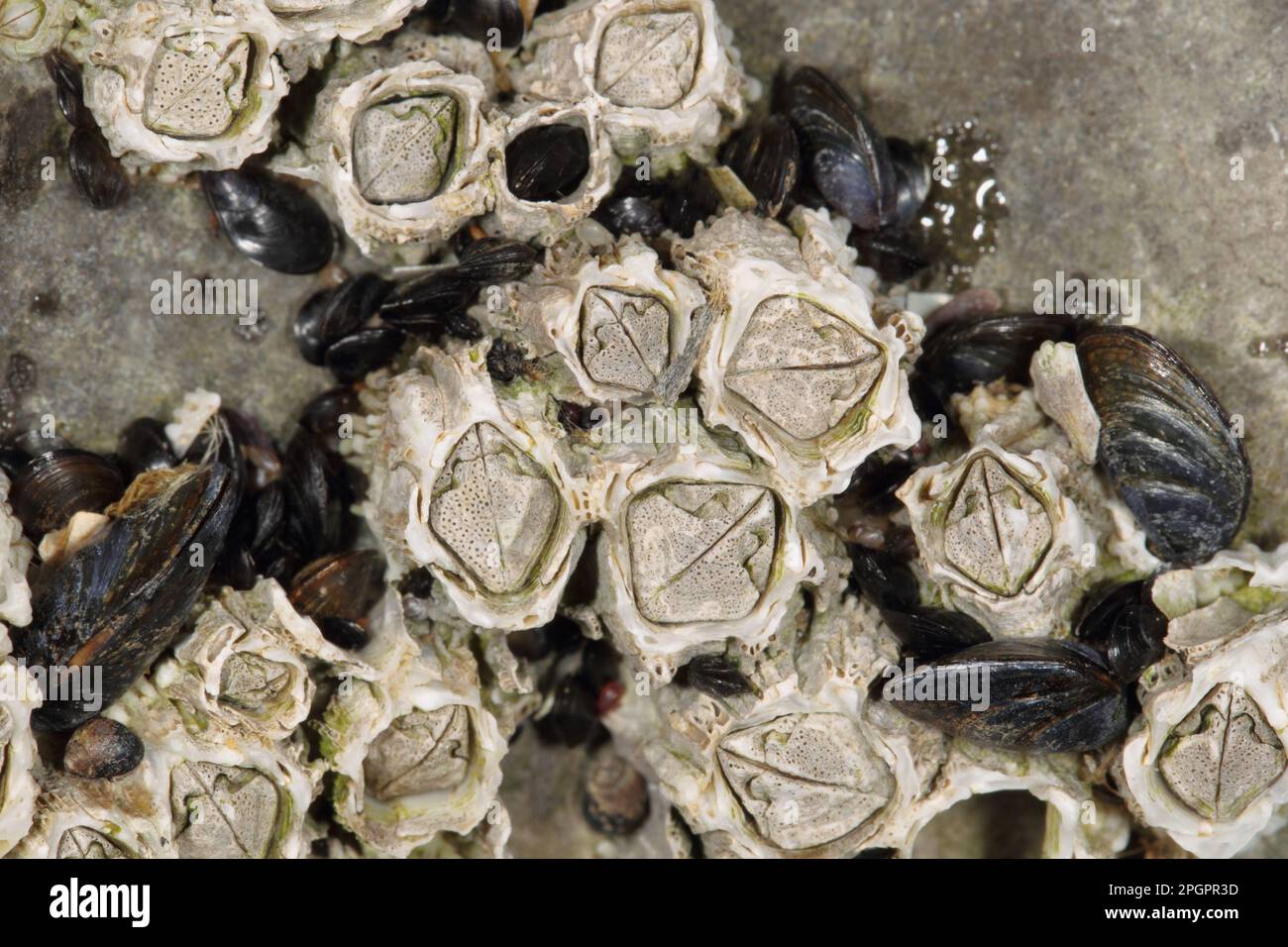 Barnacle d'corne adulte (Semibalanus balanoides), sur la côte rocheuse exposée, péninsule de Gower, West Glamourgan, pays de Galles du Sud, Royaume-Uni Banque D'Images