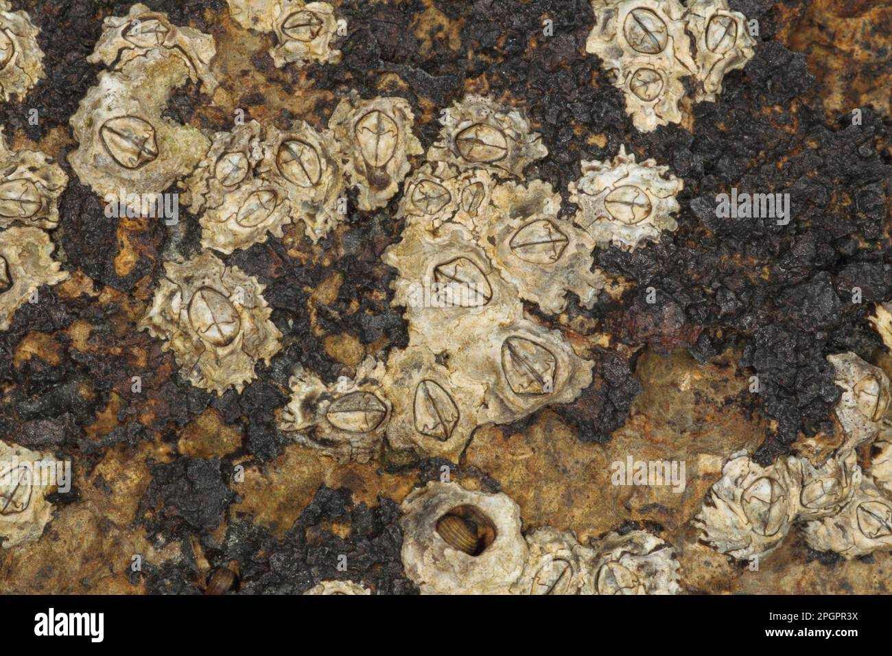 Barnacle d'corne adulte (Semibalanus balanoides), exposé sur les côtes rocheuses à marée basse, Swanage, Dorset, Angleterre, Royaume-Uni Banque D'Images