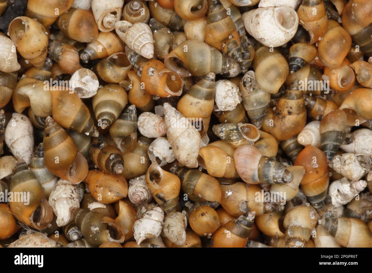 Peringia ulvae, Escargot de boue commune, Escargot de boue commune, autres animaux, escargots marins, Escargots, animaux, mollusques, coquilles de castor (Hydrobia Banque D'Images