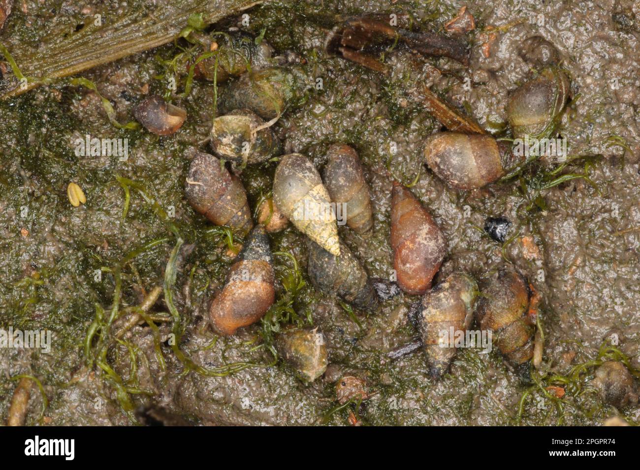 Peringia ulvae, Escargot de boue commune, Escargot de boue commune, autres animaux, escargots marins, Escargots, animaux, mollusques, coquilles de castor (Hydrobia Banque D'Images
