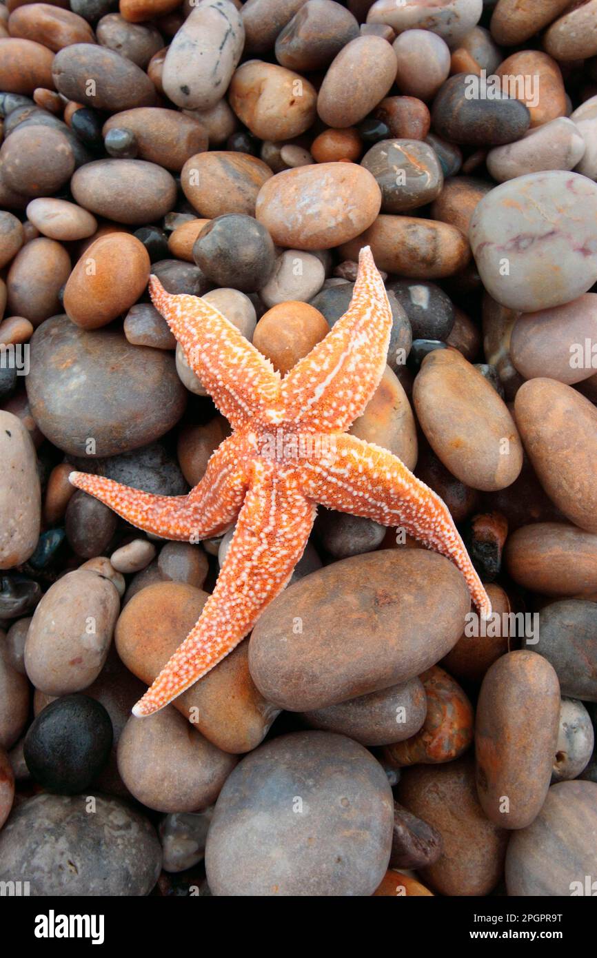 Asterias vulgaris, estarse commune (Asterias rubens), estarse commune, autres animaux, échinodermes, animaux, Starfish commun adulte, coincé sur galet Banque D'Images