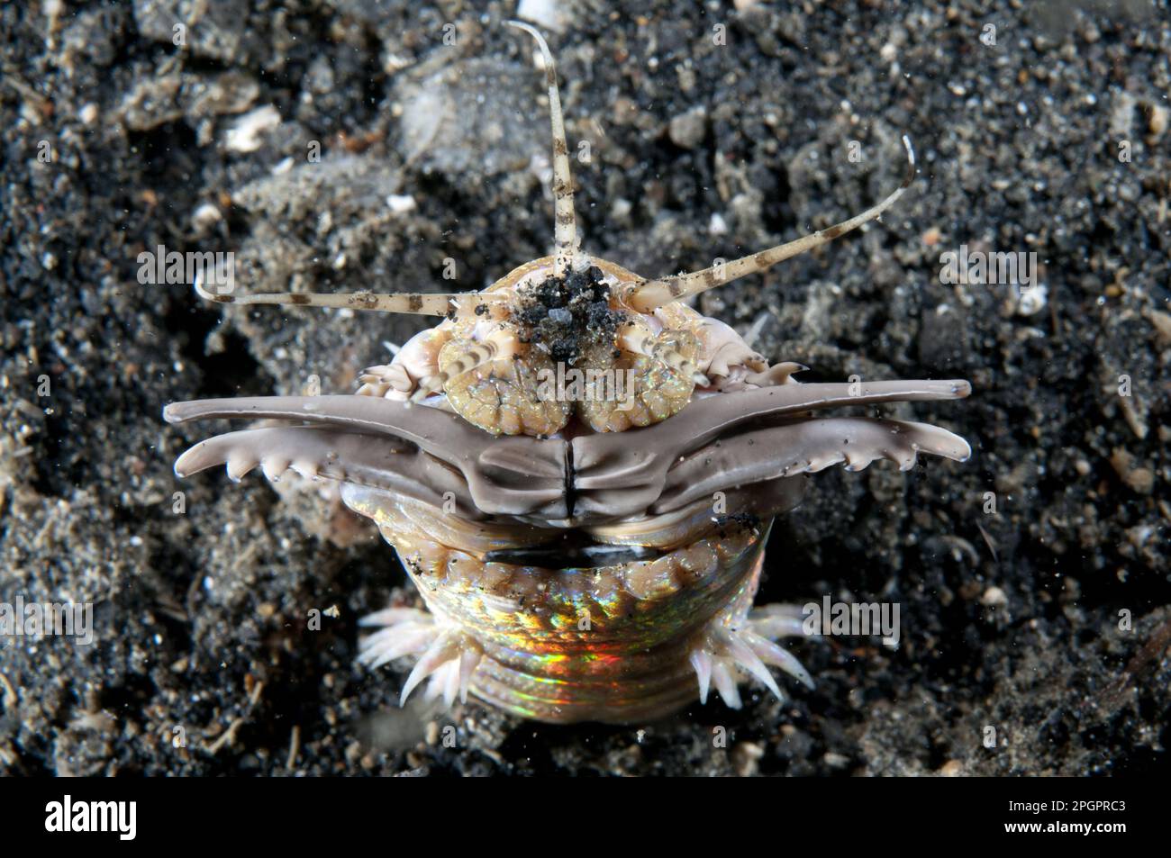 Ver de Bobbit (Eunice aphroditois) adulte, avec des pins ouverts à l'extérieur du trou la nuit, détroit de Lembeh, Sulawesi, îles Sunda, Indonésie Banque D'Images