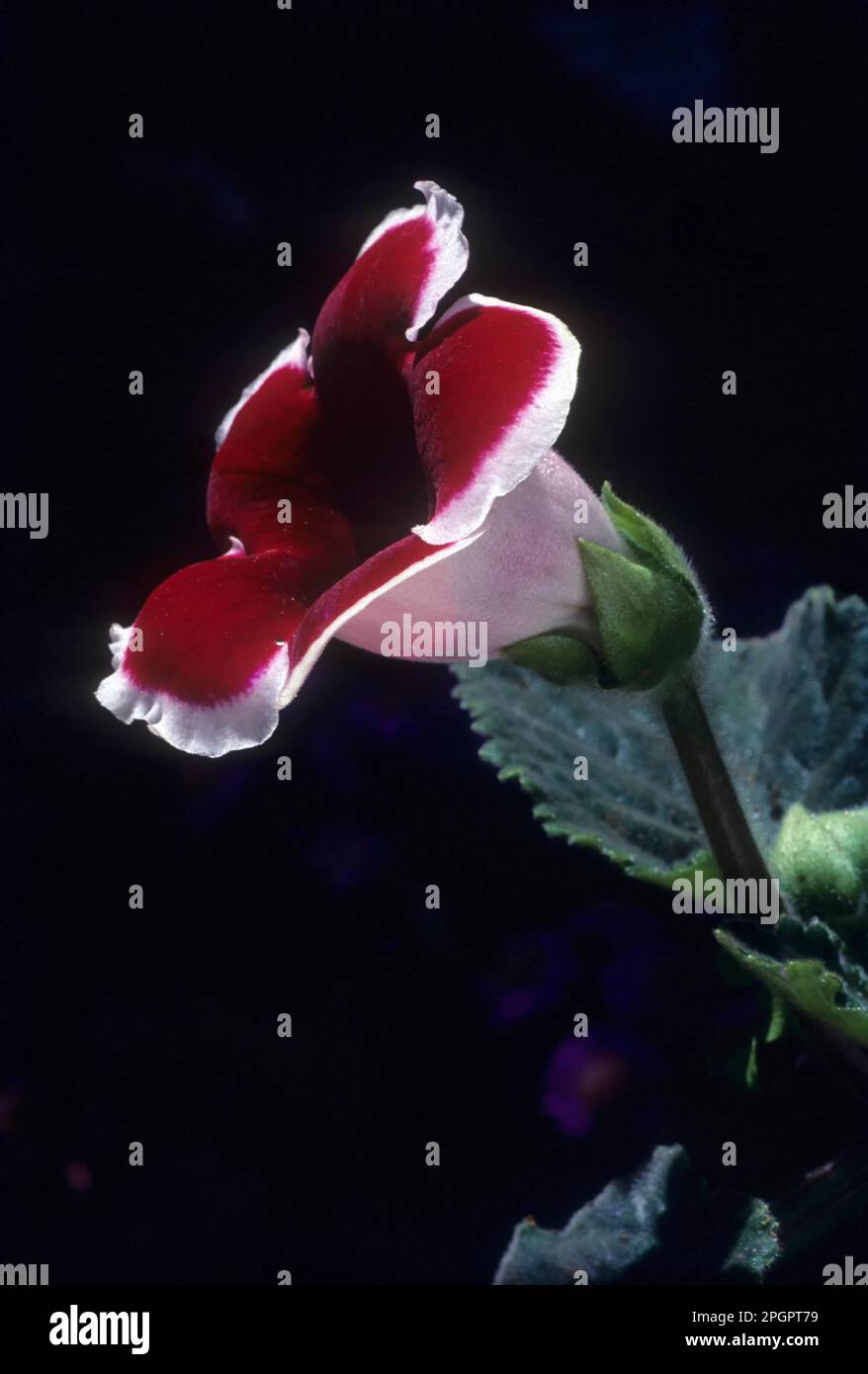 Fleur de Gloxinia, Sinningia hybrida dans le parc de Coonoor Sims, Nilgiris, Tamil Nadu, Inde du Sud, Inde, Asie Banque D'Images