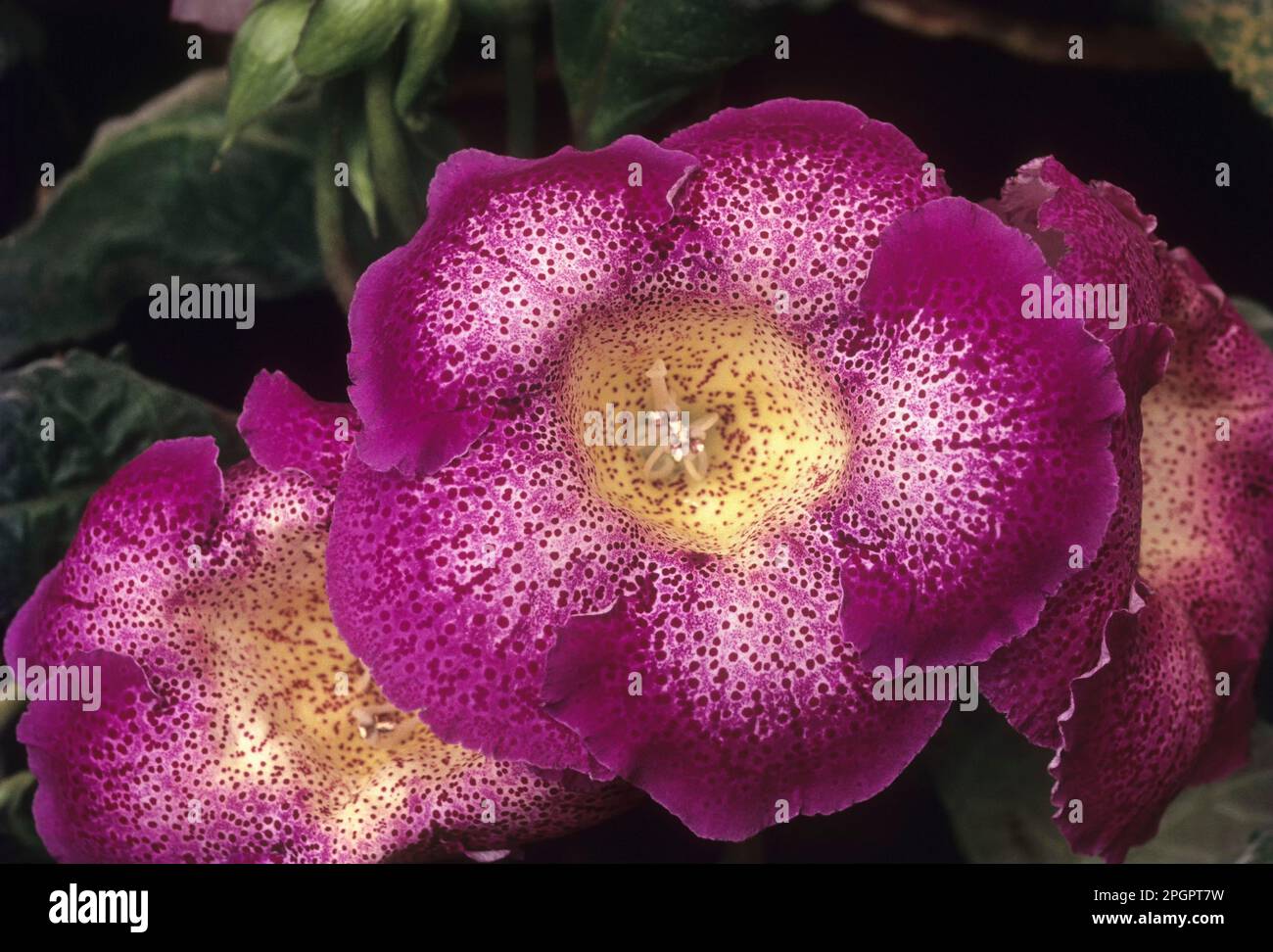 Fleur de Gloxinia; Sinningia hybrida in Coonoor;Nilgiris;Tamil Nadu;Inde Banque D'Images