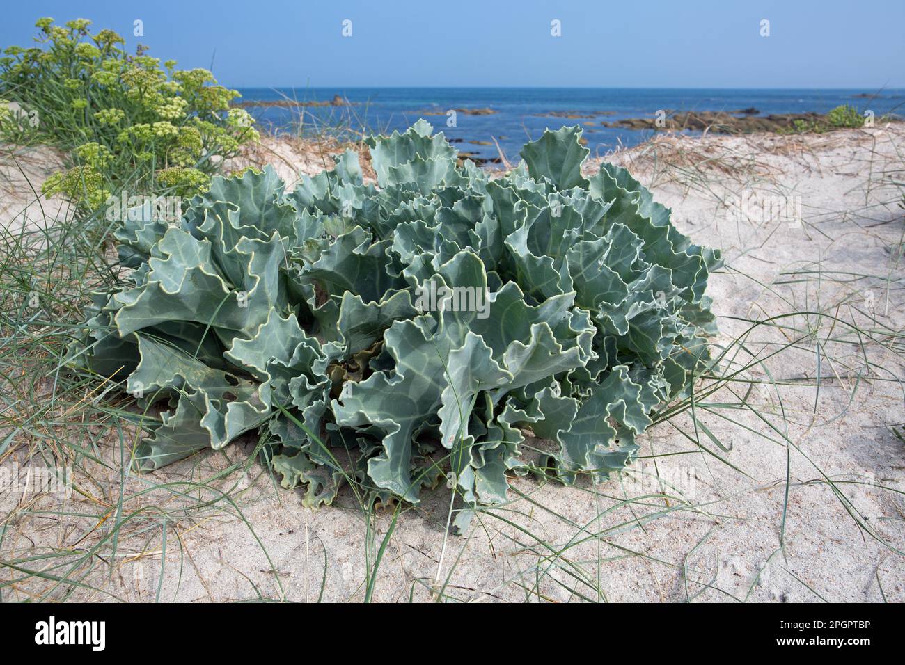 Plage de la mer Cabbage Banque D'Images