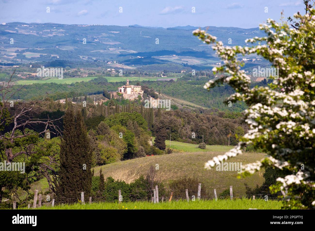 Toscane avec cyprès méditerranéen (Cupressus sempervirens) et olive ...