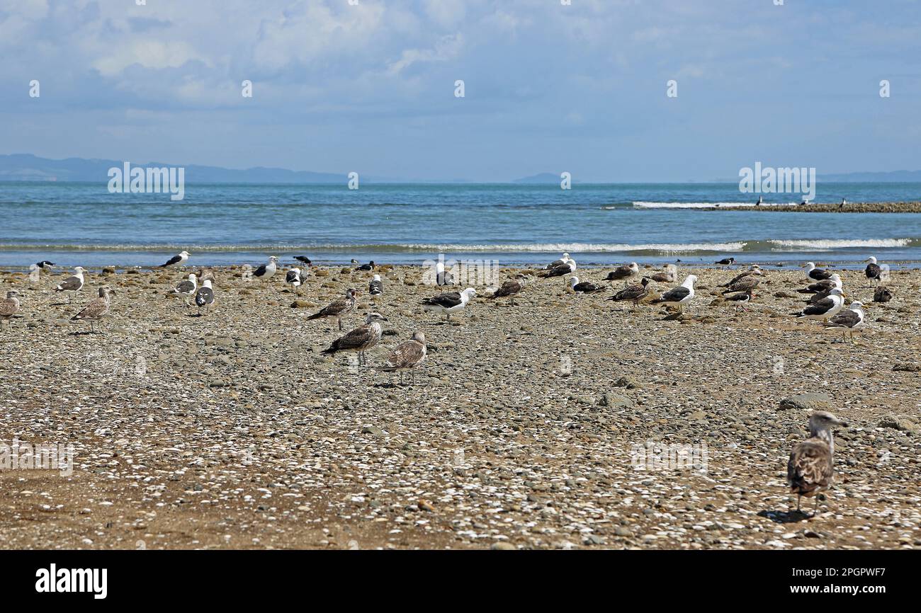 Dotterel et seagulls - Nouvelle-Zélande Banque D'Images