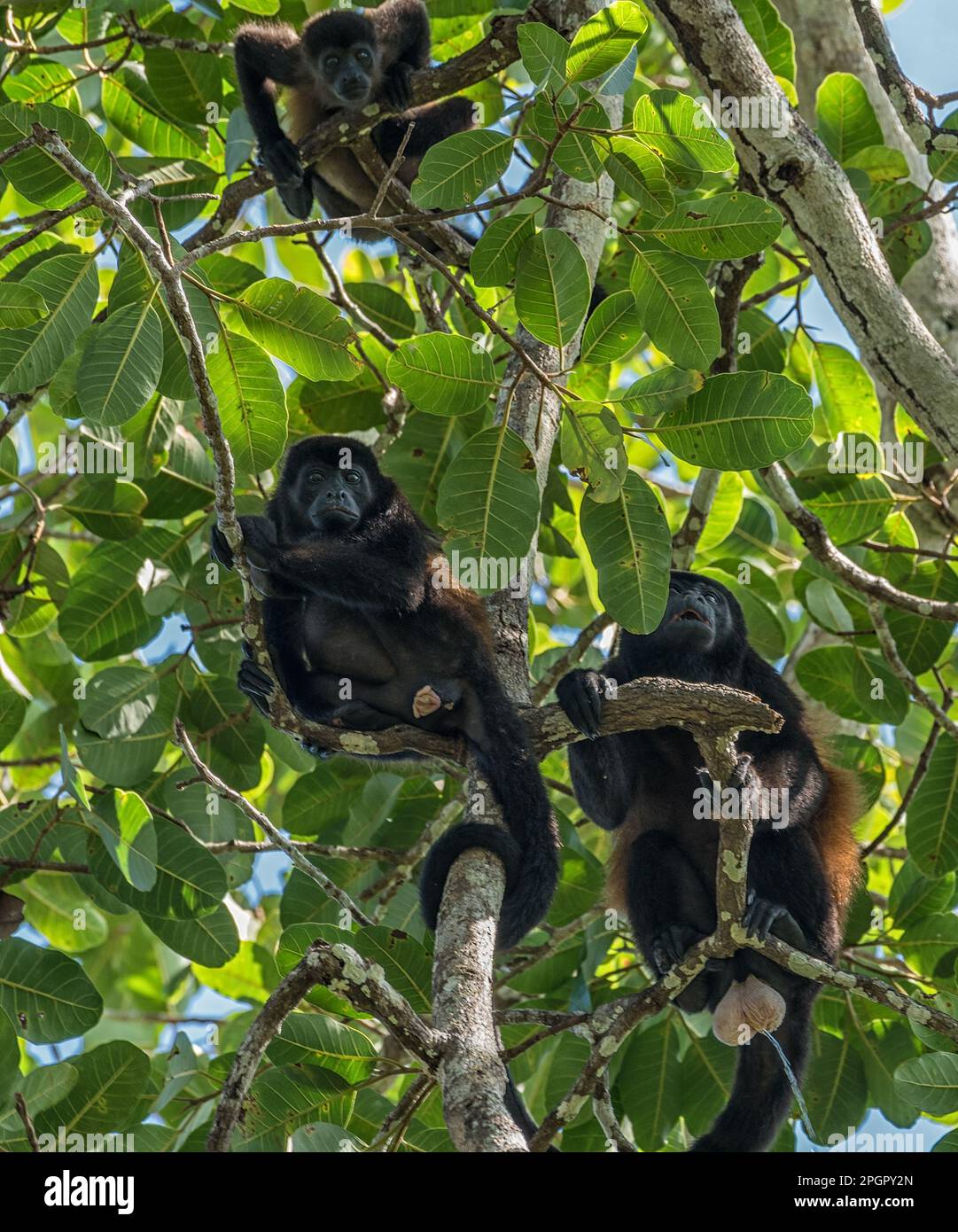 Le singe hurleur sur une branche dans la forêt tropicale d'Alouatta, animal, animaux dans la nature, beauté, frontière, branche, brésil, Marron, verrière, Amérique centrale Banque D'Images