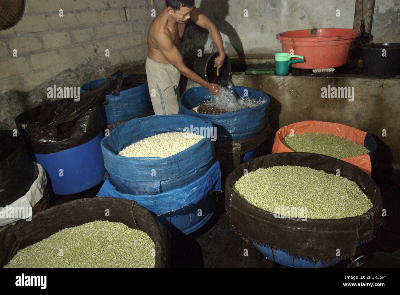 Une ferme de pousses de haricots à Jakarta, en Indonésie. Les pousses de haricots mung sont un légume culinaire qui, en raison de son adaptabilité et de ses bienfaits nutritifs, ont depuis longtemps été largement cultivées et consommées en Asie de l'est et du Sud-est, selon une équipe de chercheurs dirigée par Mohammad Zakerin Abedin (Département de botanique, Laboratoire de microbiologie, Université Jahangirnagar, Dhaka) Dans un article publié en 2022 sur le South Asian Journal of Research in Microbiology. Les haricots mung peuvent être facilement germés en les mettant à l'ombre et en les arrosant jusqu'à germé, avec la seule exigence nécessaire est... Banque D'Images