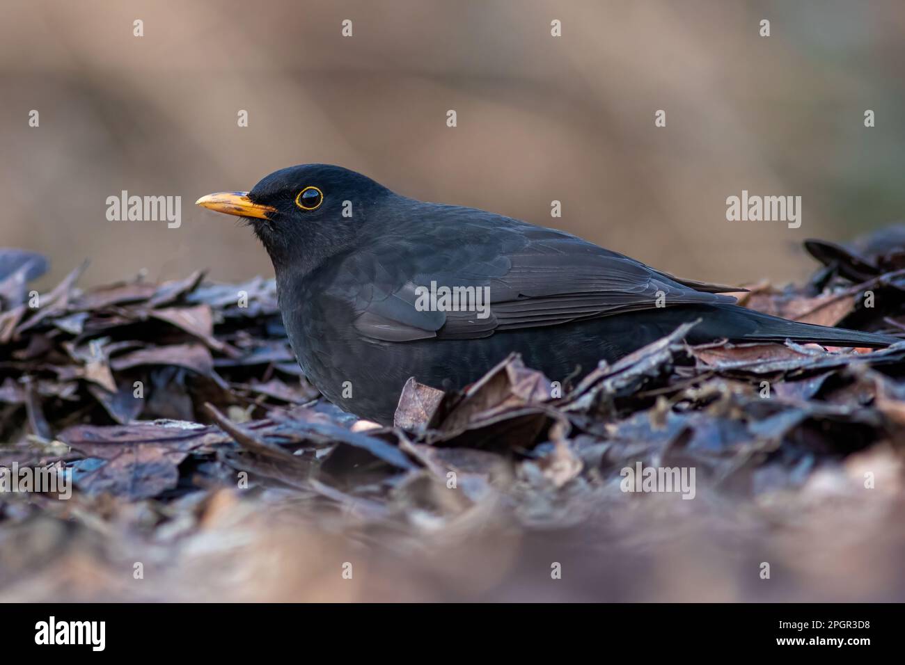 gros plan d'un blackbird mâle pris au niveau du sol. Il y a de l'espace autour de l'oiseau Banque D'Images