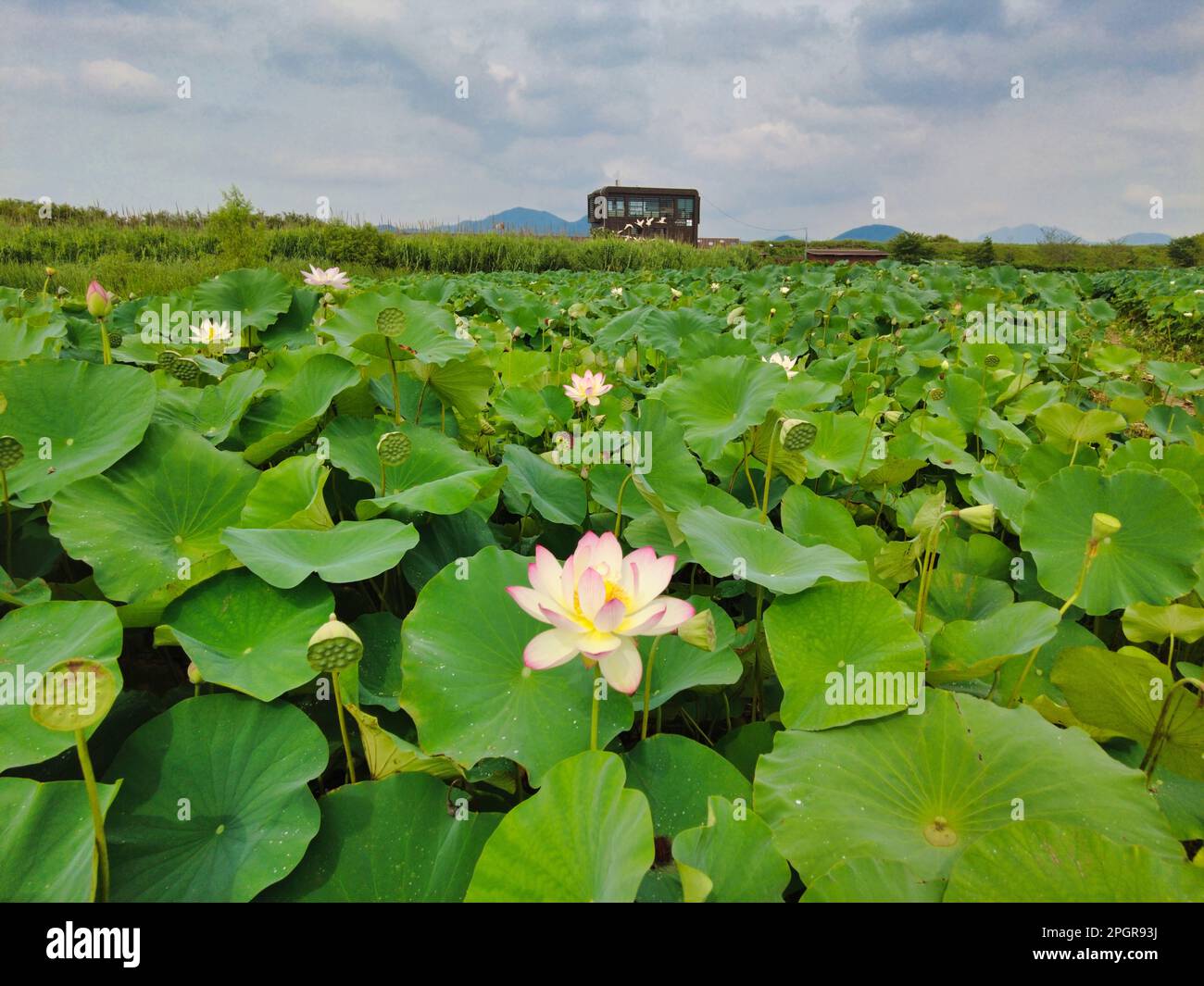 Fleurs de Lotus fleuries dans le réservoir de Junam à Changwon, Busan, Corée du Sud, Asie. Banque D'Images
