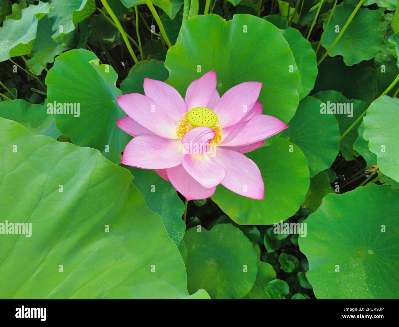 Fleurs de Lotus fleuries dans le réservoir de Junam à Changwon, Busan, Corée du Sud, Asie. Banque D'Images