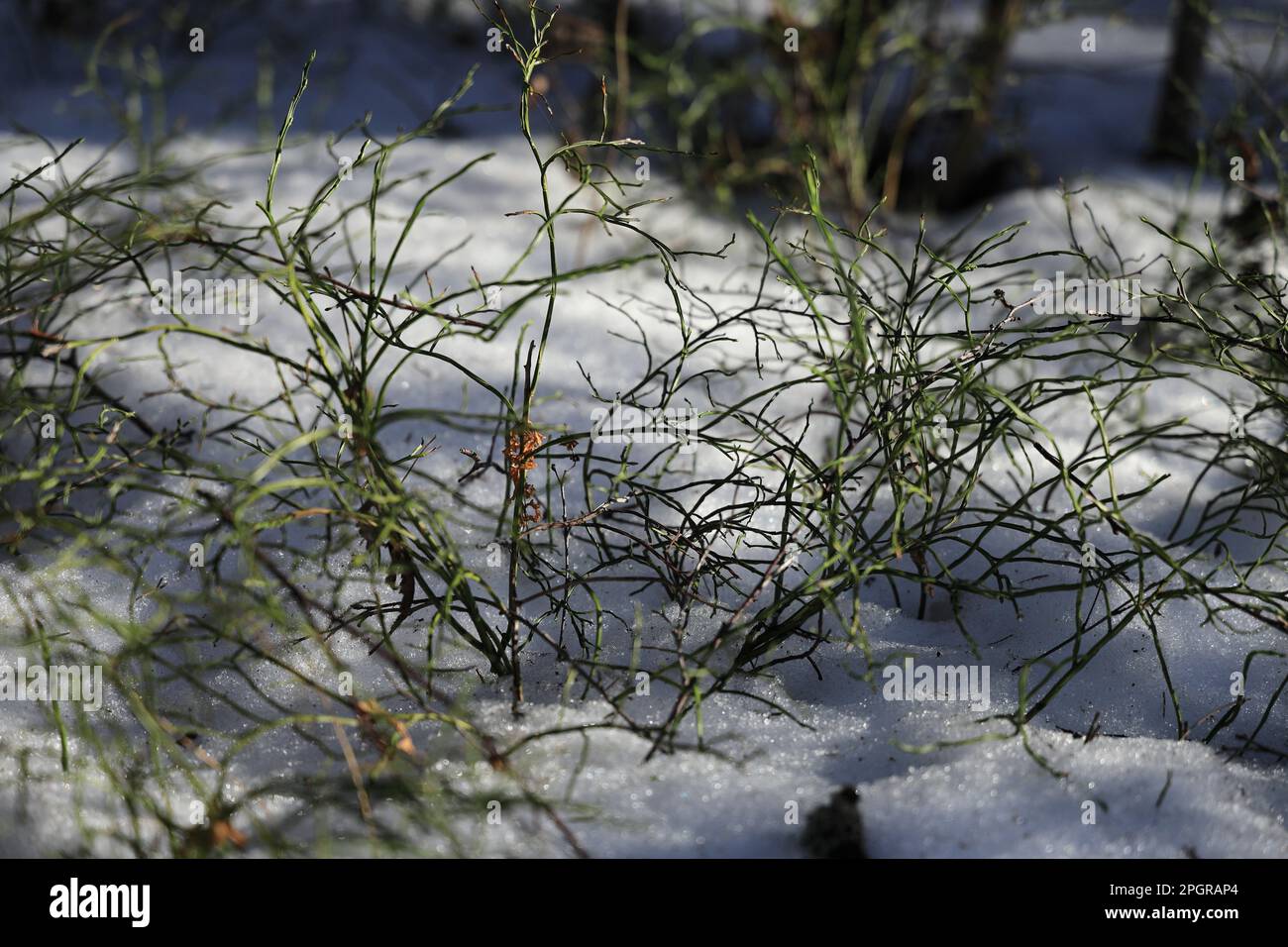 Buissons de bleuets verts dans la neige au début du printemps Banque D'Images