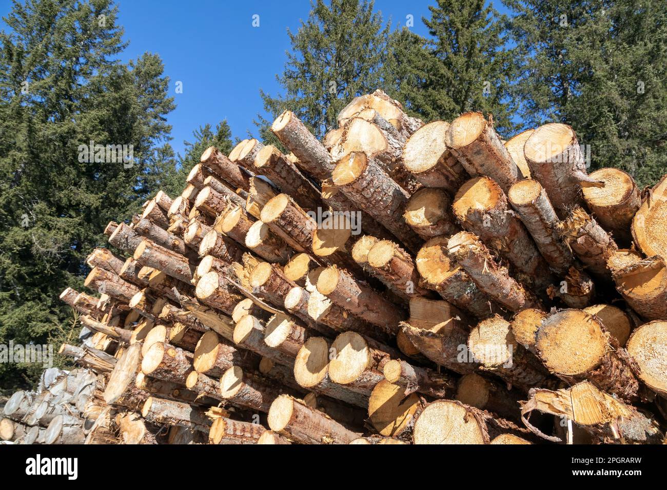 troncs d'arbres empilés irrégulièrement dans la forêt de conifères Banque D'Images