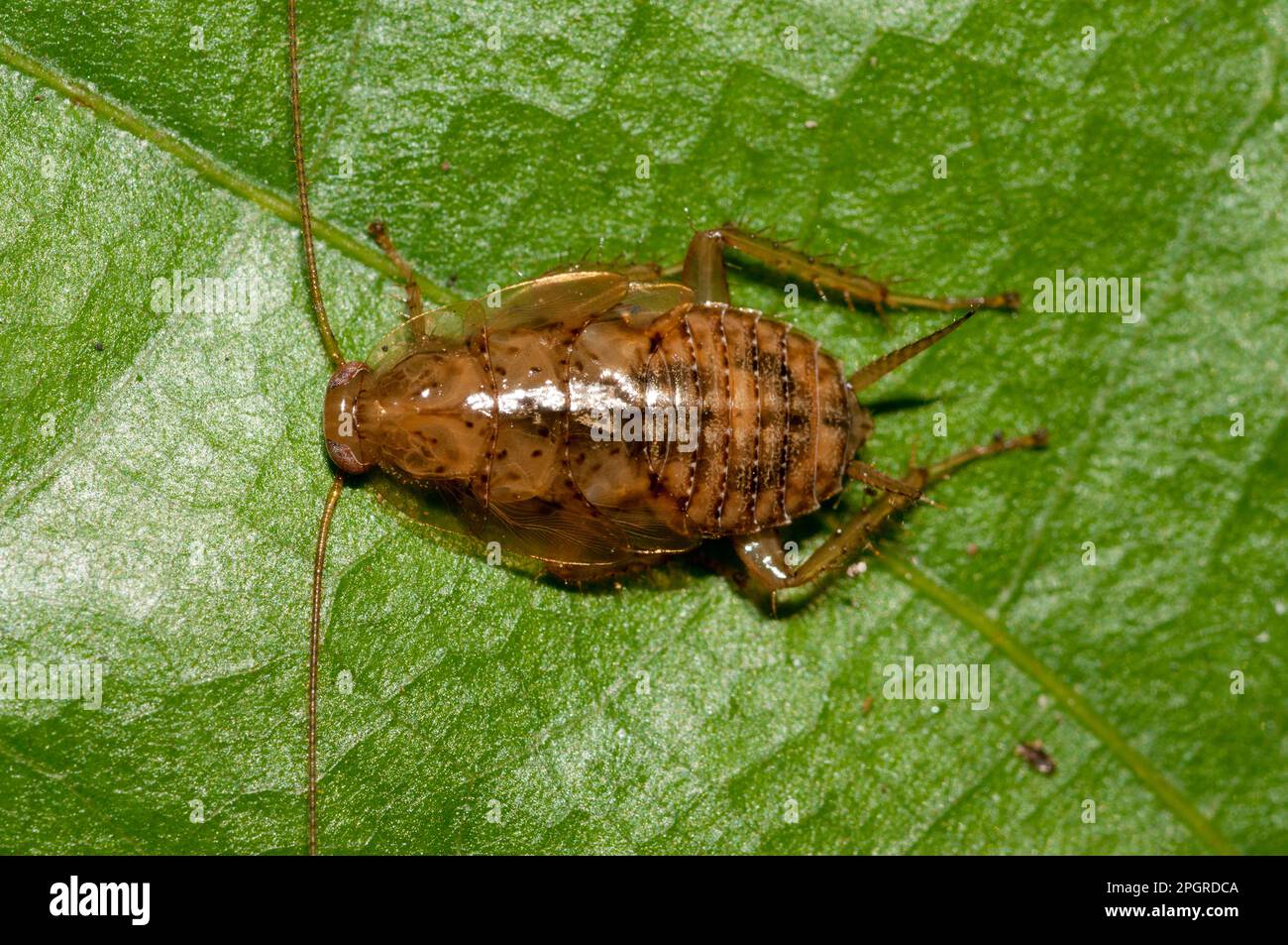 Cockroach, ordre de Blatodea, sur la feuille, Klungkung, Bali, Indonésie Banque D'Images