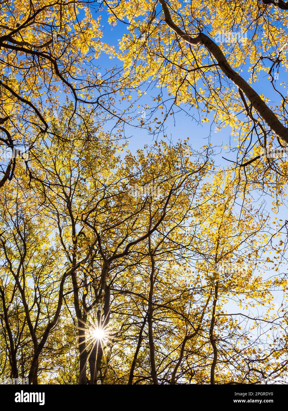 Une scène automnale tranquille d'une forêt suédoise, avec une vue à angle bas d'une branche de peuplier au soleil et ses feuilles illuminées par le sunstar. Banque D'Images