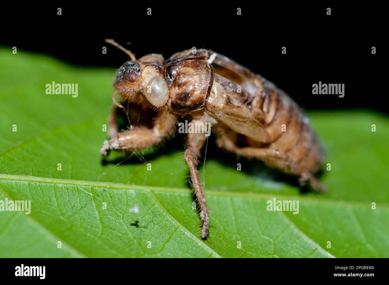 Exosquelette mue (exosquelette) de Cicada, famille des Cicadidae, après la mycse sur la feuille, Klungkung, Bali, Indonésie Banque D'Images