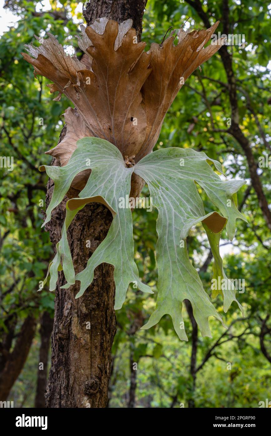 Vue rapprochée de l'épiphyte platycerium wallichii aka staghorn fern ou elkhorn fern en plein air dans la forêt tropicale, au nord de la Thaïlande Banque D'Images
