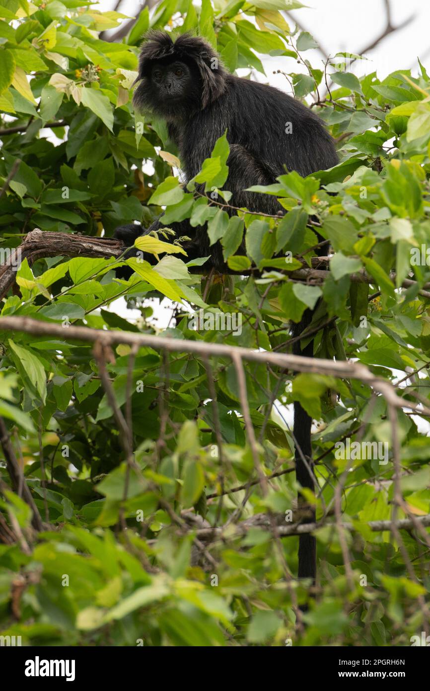 Celebes Crested Macaque, Macaca nigr, dans un arbre, en danger critique, Parc national de Bali Ouest, près de l'île de Menjangan, Buleeng, Bali, Indonésie Banque D'Images