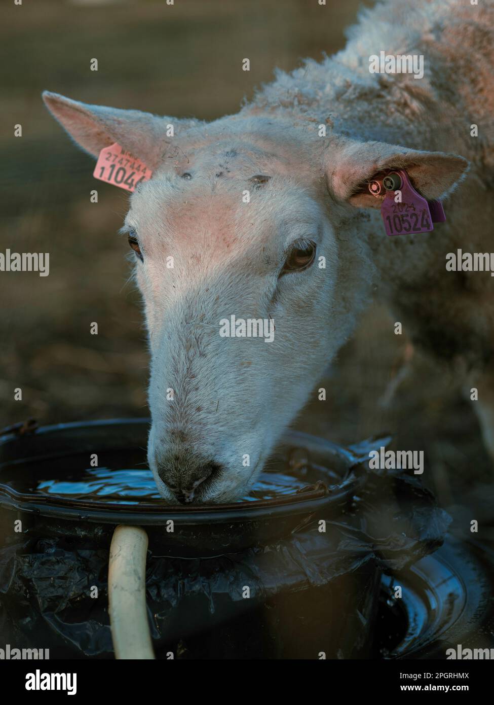 Portrait de l'eau potable des moutons en Norvège. Jeløy, Moss - 2023 Banque D'Images