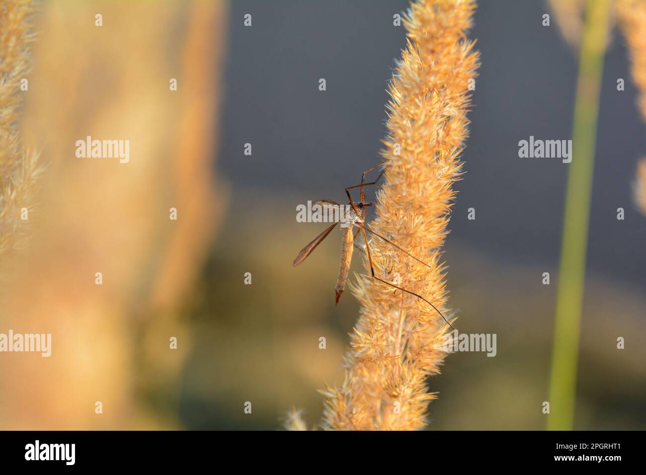 Grand crâne ( Tipulidae ) à la lumière du soleil sur une plante Banque D'Images