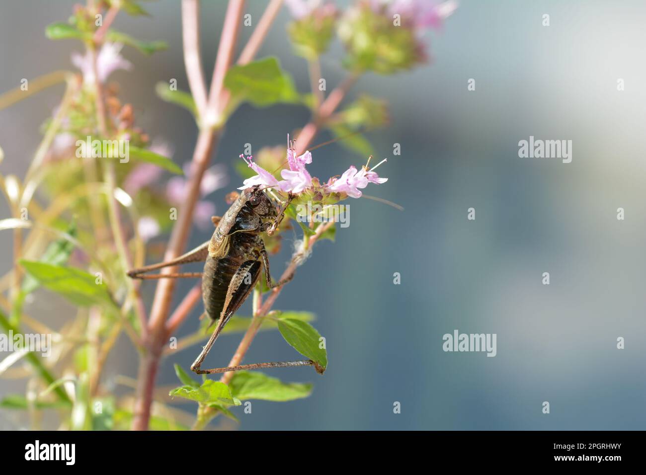 Le cricket commun du Bush ( Pholidoptera griseoaptera ) sur une plante Banque D'Images
