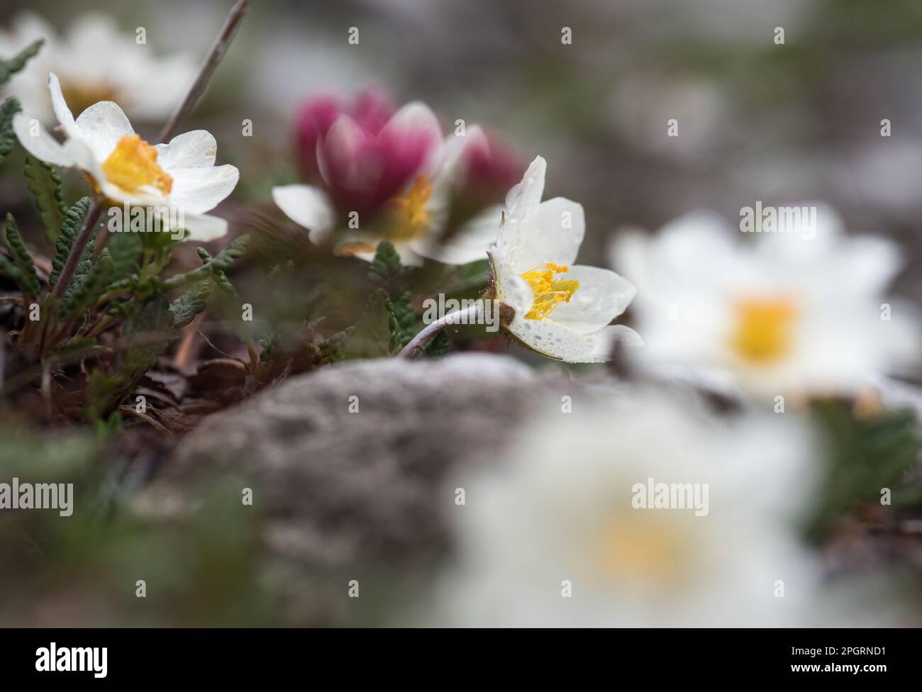 la bellezza dei fiori di montagna delle dolomiti Banque D'Images