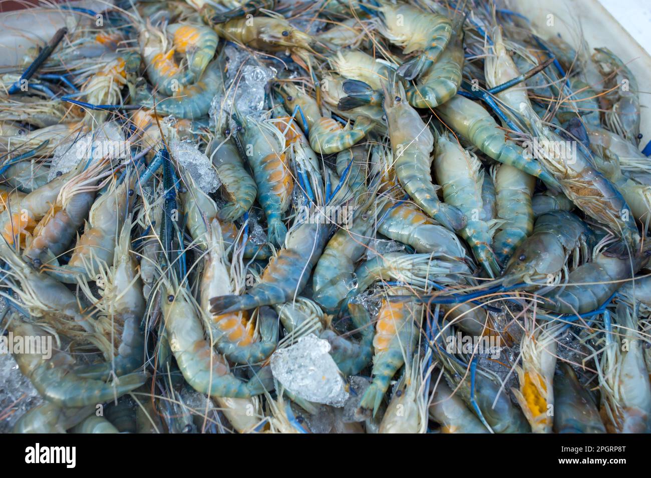 Crevettes de rivière fraîches vivantes dans le marché sur blanc isolé. Banque D'Images