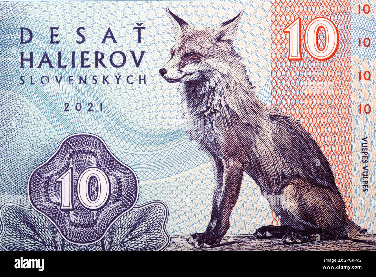 Fox, un portrait de Slovak Money - Halier Banque D'Images