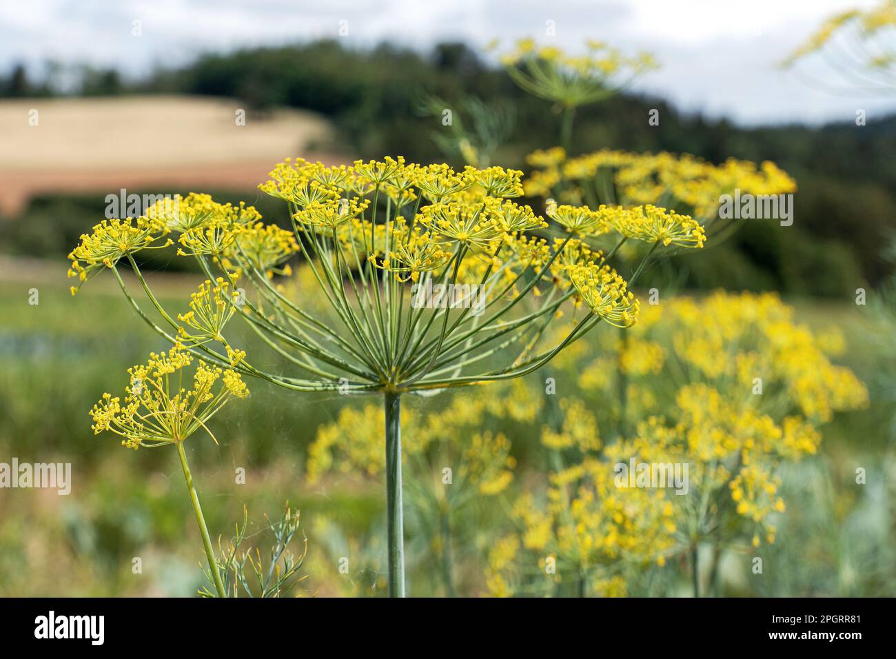 Fleurs de fenouil (Foenicule vulgare) en gros plan dans un champ Banque D'Images