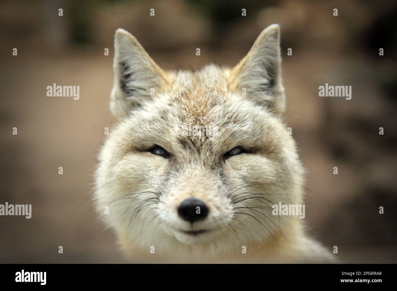 Portrait de renard asiatique Steppe souriant Banque D'Images