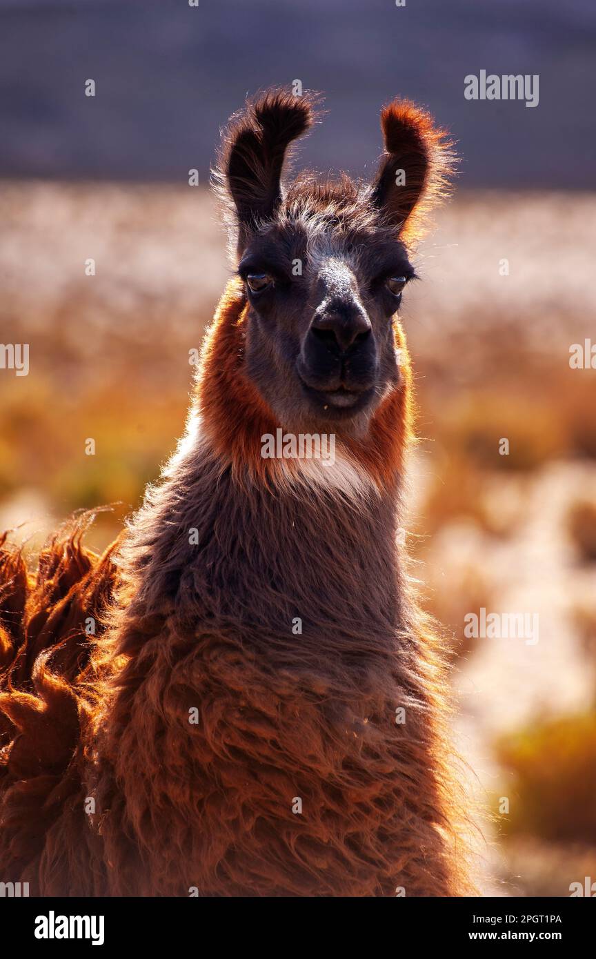 Llama sur la Ruta 40, province de Salta, Argentine Banque D'Images