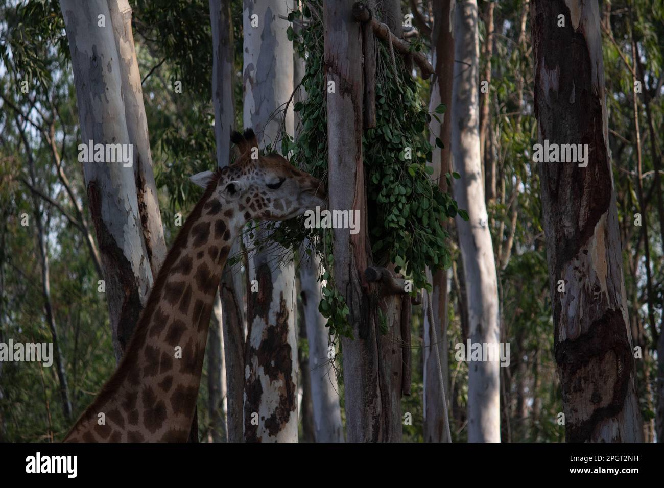 Girafe au parc national de Bannerghatta Bangalore situé dans le zoo. Refuges de la faune sauvage de la forêt à Karnataka Inde Banque D'Images