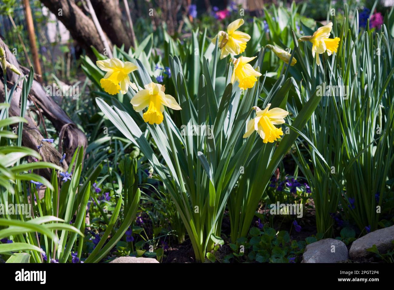 Narcisse, pseudo narcisse, jonodil sauvage ou Lily prêtée est une plante vivace à fleurs bulbeuses qui porte typiquement des fleurs jaune vif. Banque D'Images